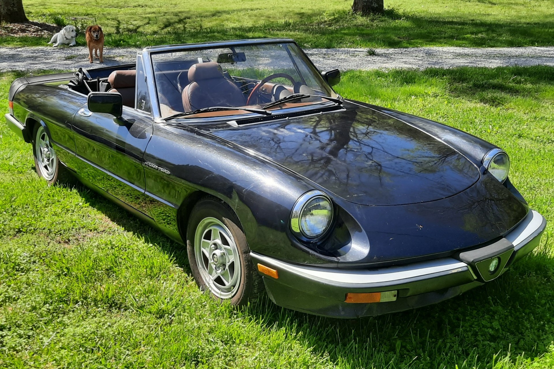 1983 Alfa Romeo Spider Veloce VIN ZARBA5410D1016341 | Hagerty Valuation ...